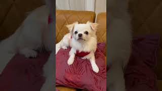 クッションの上でくつろぐ愛犬/Dog relaxing on a cushion