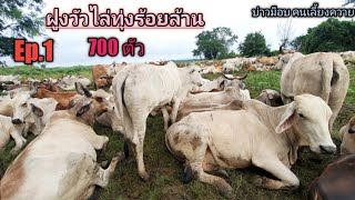 Ep.717 ฝูงวัวไล่ทุ่งร้อยล้าน 700 ตัว ผู้ใหญ่จุฬา 089-8020980