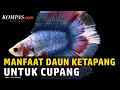 Fakta dan Manfaat Daun Ketapang untuk Ikan Cupang