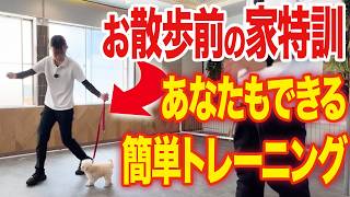 【犬しつけ】コレで散歩が楽になる！あなたもできる簡単トレーニング！【ドッグトレーナー解説】