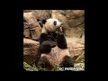 giantpanda xiaoqiji pool time and boo 🐼🎋💦💜