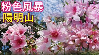 [賞櫻]陽明山花季陽明公園染井吉野櫻🌸,昭和櫻,杜鵑花盛開