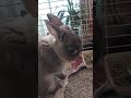 顔ふきかわいいです🐰 ネザーランドドワーフ ネザーランド うさぎさん うさぎのいる暮らし うさぎの飼育 うさぎ ウサギ もふもふ モフモフ モフモフ部