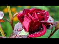 red flowers so beautiful hd1080p