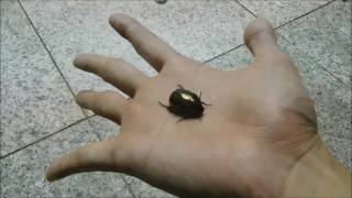 【ドウガネブイブイ】ﾄﾞｳｶﾞﾈv(･∀･)v ﾌﾞｲﾌﾞｲ!!【癒し動画】　Japanese Cute Chafer