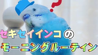 セキセイインコのモーニングルーティン　morning routine