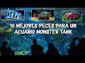 10 MEJORES PECES para un ACUARIO MONSTER TANK | MAS DE 600 LITROS | AcuariosLP