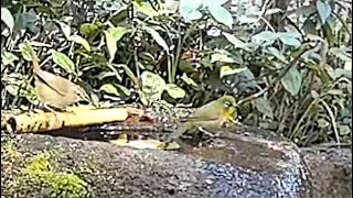 2023年2月5日　庭の蹲に来た野鳥たち