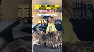 小猫给大猫做按摩，一个满脸享受，一个卑微伺候！#萌宠  #猫咪  #动物的迷惑行为 #人物故事 #内容过于真实