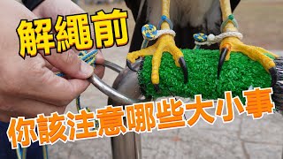 【老K馴鷹】｜Hawk training｜協助鷹友解繩！解繩前你的基本功有做足嗎？！