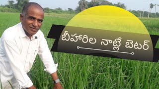 బీహారీల నాట్లే బెటర్ |paddy in bihari cultivation|by karshaka nestham