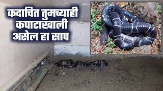 कदाचित तुमच्याही घरातील कपाटाखाली असेल हा विषारी साप | Venomous Snake Rescue Below Cupboard