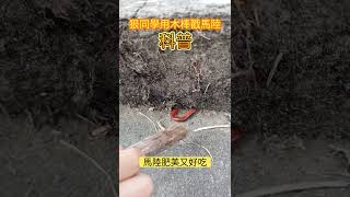 注意看這位同學太狠了，拿木棒戳馬陸