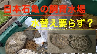 【ニホンイシガメ】ベランダ飼育の水場に強い味方をお迎え！？