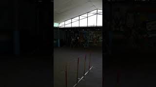 ไซบีเรียน​ ฮัสกี้​กับกีฬาของสุนัข  (Siberian​ Husky does Agility Training)