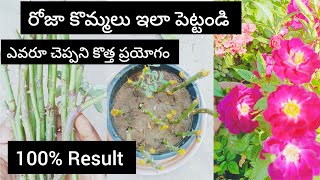 How to grow Rose plant from cuttings | Grow rose from steam cuttings  In Telugu