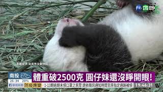 體重破2500克 圓仔妹還沒睜開眼! | 華視新聞 20200812