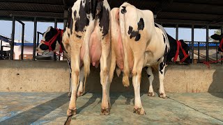 🛑Heavy Milker New Cows