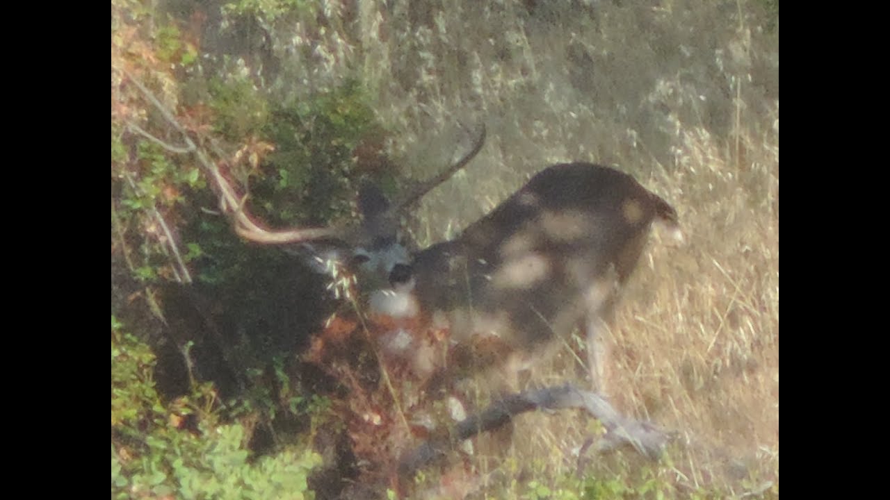 Big California Blacktail Deer-California Hunting B Zone- Part 2 - YouTube