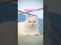 need vitamin d 😉🫠 cute cat mishty cat viralvideo catlover kitten cutecat cute stylish