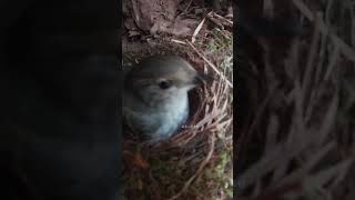 The mother bird recognized the cuckoo egg in the nest and pecked it with her beak鸟妈妈认出了窝里的杜鹃鸟蛋，用嘴啄它