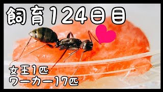 #77【蟻の観察】ご褒美あげました。【飼育124日目】