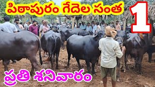 పిఠాపురం గేదెల సంత ప్రతి శనివారం PITHAPURAM BUFFALOES MARKET MURRA BUFFALOES