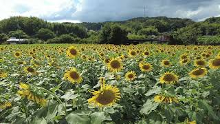 【4K】五條市上野町のひまわり畑～屯鶴峯 Sunflower field in Kozukecho, Gojo city - Donzurubo - (Nara, Japan) (2022)