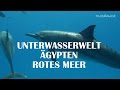 Rotes Meer Ägypten Unterwasseraufnahmen Delfine Schildkröte Korallen Riff Fische Egypt