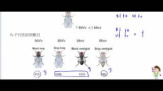 高中生物 選修生物I 連鎖與互換【莫斯利高中自然科教學網】