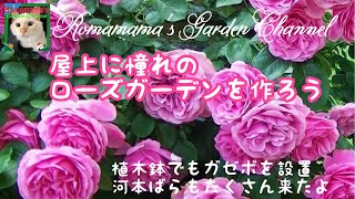 【ばら】植木鉢でガゼボを設置しました #ローズガーデン　#河本ばら園