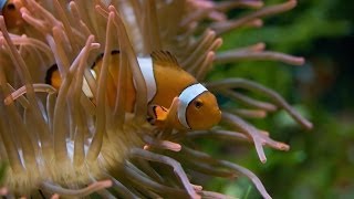 Science Hangout: Why is Clownfish Behavior in Finding Nemo Misleading?