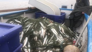 Beach boat sea fishing. 130 stone 820 kg herring. Fish bait lobster crab pots Norfolk UK