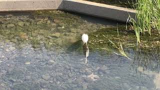 【４K映像】シラサギ white egret