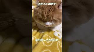 毛が短すぎて北海道の寒さが身にしみる猫(笑) #shorts  #猫 #アメリカンカール #cat