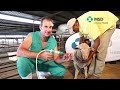 msd animal health sheep treatment techniques