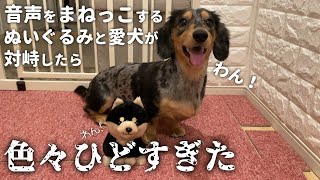 音をまねっこする犬が先に部屋の中に居たら愛犬はどうする？まさかの行動がひどすぎたｗｗｗ【ミニチュアダックスフンド/シルバーダップル】