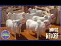 INCRÍVEL! Novos Nelore Chegaram na Fazenda - Veja como foi!