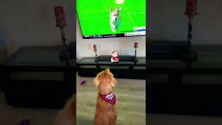 Golden Retriever Puppy Watching AKC Fastest Dogs USA