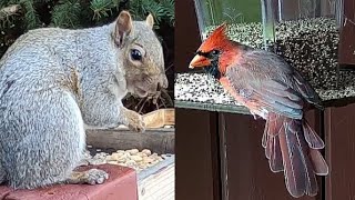 Ontario Birds \u0026 Squirrels - 2024-12-20 (Snowy Day)