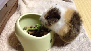 初めてのモルモット飼育【エサに夢中な禿丸】  First of guinea pig breeding #3