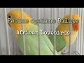 Parblue Opaline Dilute African Lovebirds