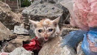 Never received love in his life, she was scared when she saw us, I give kitten a home, so touching