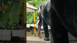 Mangalamkunn Ayyappan | Mass WhatsApp Status | Kerala Elephants 🔥