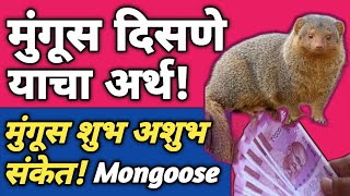 मुंगूस दिसणे याचा अर्थ काय होतो? | Mungus Disne Shubh Ki Ashubh | Mongoose | Vastu Shastra