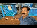 50% വരെ വിലക്കുറവിൽ ഹൈടെക് കോഴികൂടുകൾ hitech chicken cage thrissur kerala freedom poultry