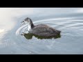 juvenile coots plantsbrook nature reserve birmingham.