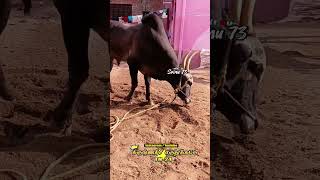 Melsomarapettai Arnold 🔥⚡2024 Mass waiting ✨👑 #eruthukattu #slowmo #trending #religion #slowmotion