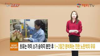 [해피TV 뉴스리포트] - 장흥군, 초유은행 이용률 60% 증가