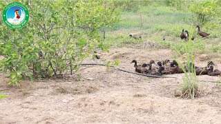 ការចិញ្ចឹមទាតាមបែបធម្មជាតិ